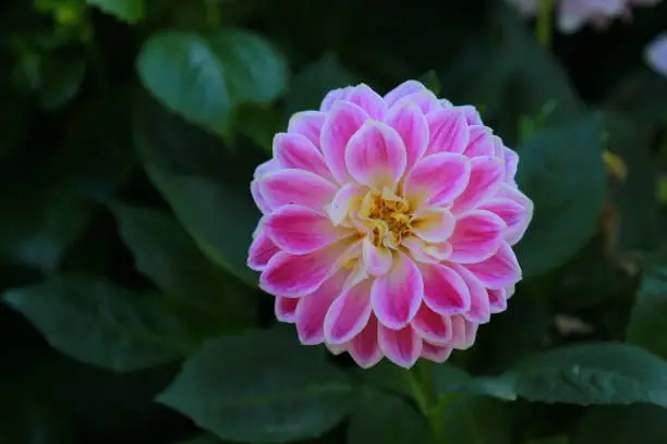 Dahlia Figaro flower