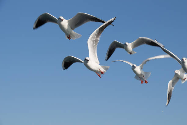 istock Seagulls flying in sky over the sea waters 647840088
