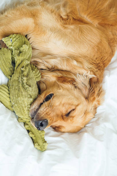 istock Golden Retriever sleeping with toy in bed 647842506