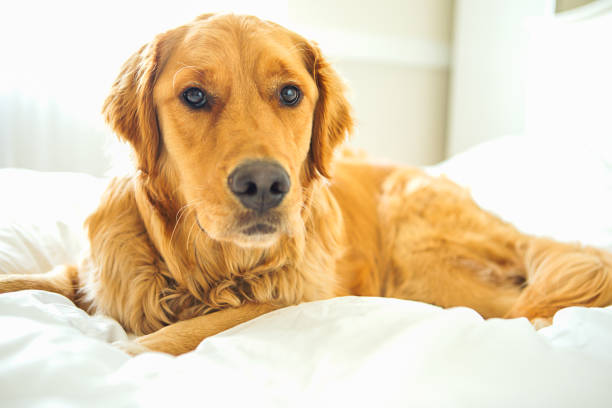 istock Golden Retriever laying in bed 647842516