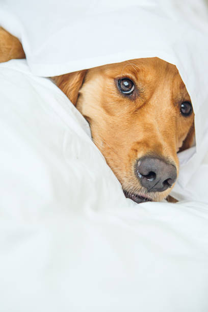 istock Golden Retriever under white sheet 647842560