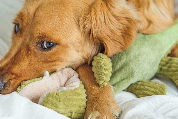 istock Golden Retriever playing with toy in bed 647842572
