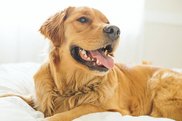 istock Golden Retriever laying in bed 647842600