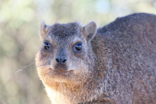 Namibia Quiver tree forest cape hyrax looking Namibia Quiver tree forest cape hyrax looking close up tree hyrax stock pictures, royalty-free photos & images