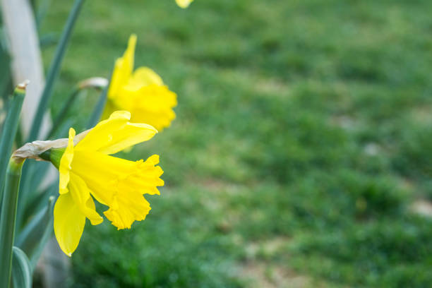 istock yellow narcissus blooming in the park 647845678