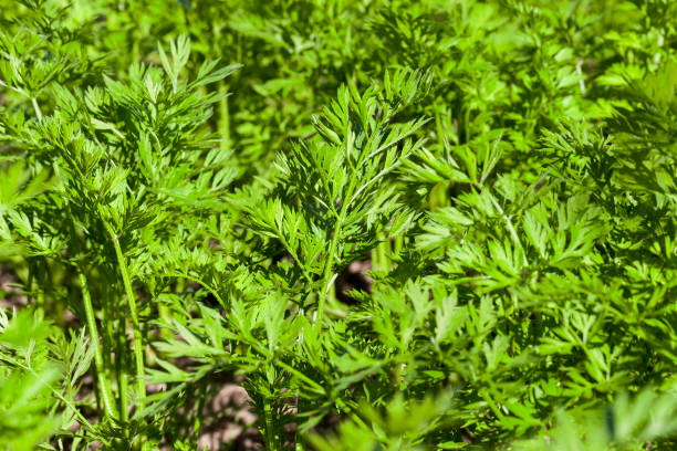 istock green parsley in a field 647849582