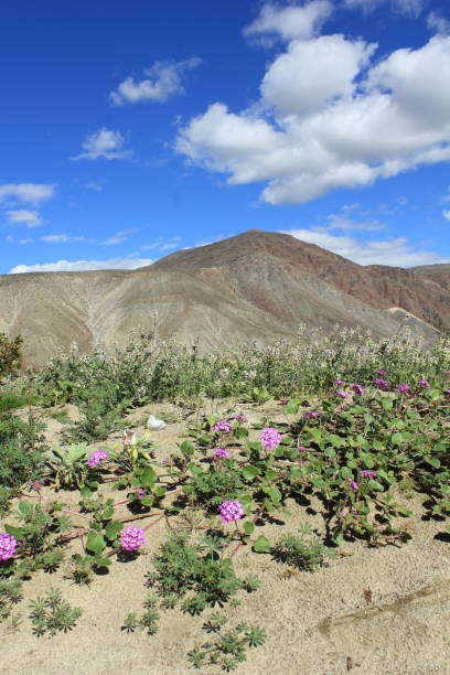 istock Anza Borrego Desert State Park Wild Sand Verbena 647854872