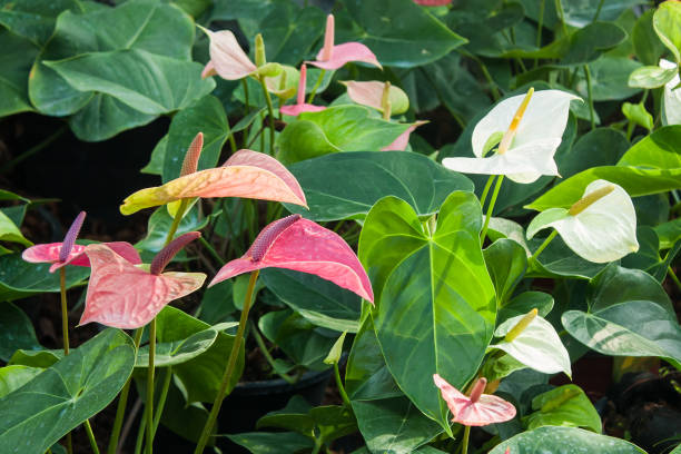 istock Spadix flower in garden 647861578