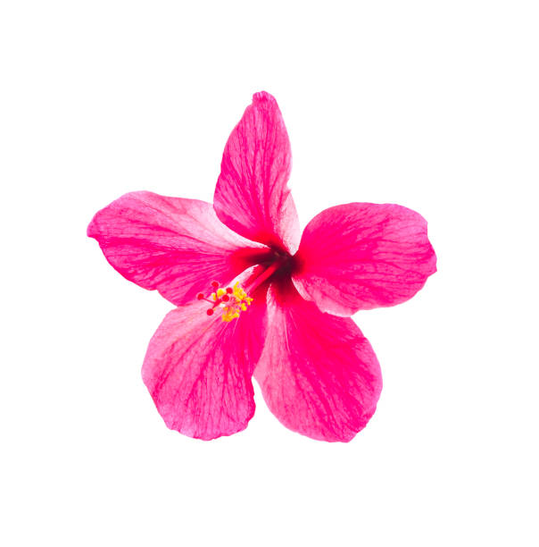 istock Hibiscus flower isolated 647865066