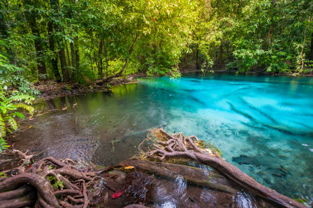 la abundancia de agua y bosque esmeralda piscina parque nacional de krabi, provincia de krabi, tailandia - waterfall thailand tropical rainforest tropical climate fotografías e imágenes de stock