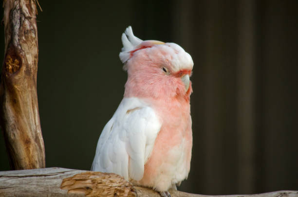istock major mitchell or pink cockatoo 647875288