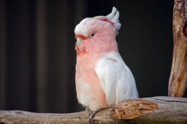 istock major mitchell or pink cockatoo 647875370