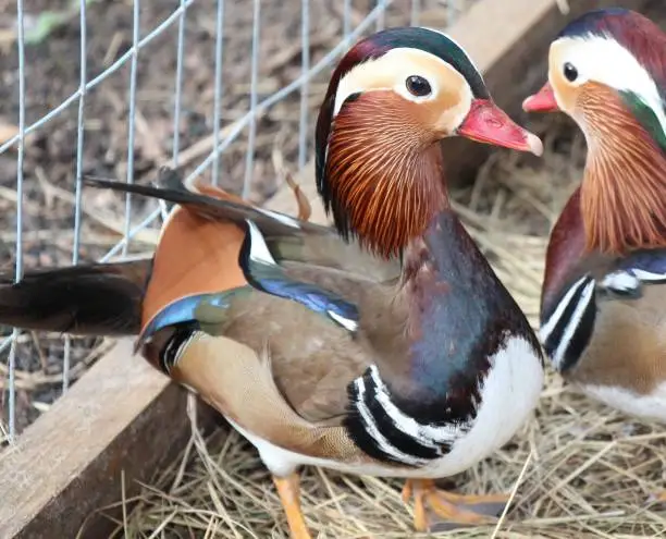 Two Chinese Mandarin Ducks