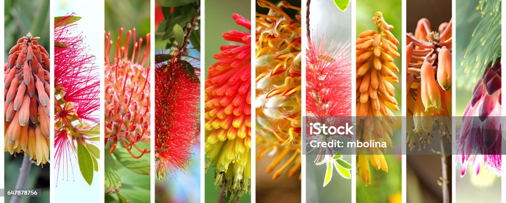 Ensemble de plantes indigènes d’Australie - Photo de Australie libre de droits