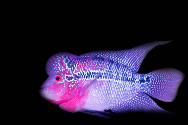 istock Flower horn cichlid isolated on black background 647879590