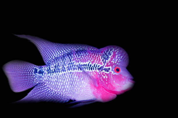 istock Flower horn cichlid isolated on black background 647881640