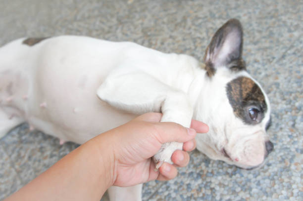 istock tame dog , hand up 647882446