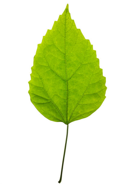 istock Green leaf of a plant on a white background 647956352