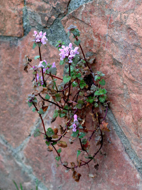 istock Lamium Purpureum-Dead Nettle Plant 647956826