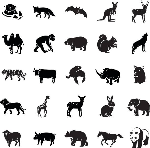 Mammals vector icons Mammals glyph vector icons panda animal stock illustrations