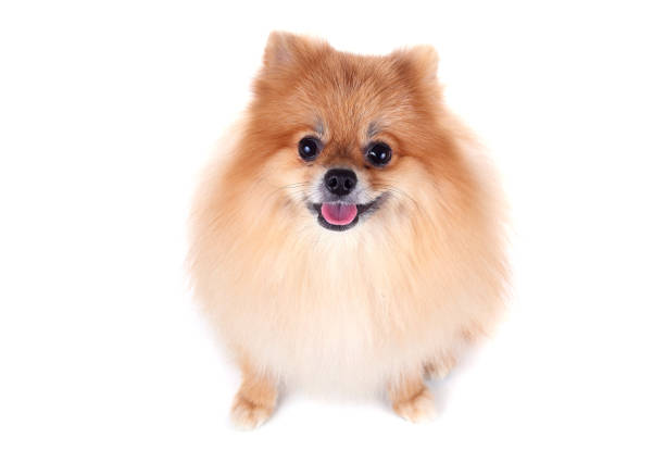 istock pomeranian dog isolated on white background 647959696