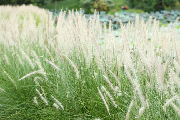 istock white flower in green grass meadow 647962286