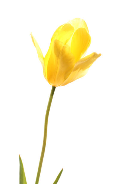 istock Yellow tulip flower 647962460