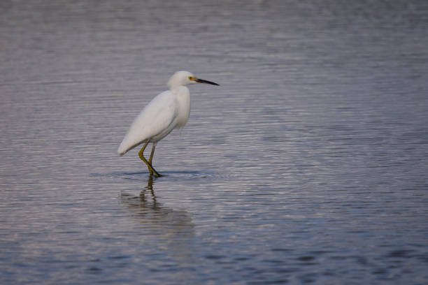 istock Snowy egret in North California marsh 647967460