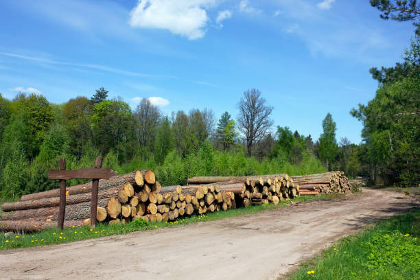 Ruthless deforestation  of the pine wood on logging landscape. Sunny spring day\