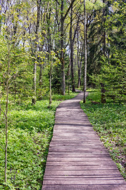 istock The forest footpath is made of boards. Spring forest vertical landscape 647968088