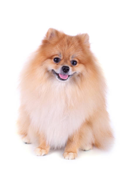 istock pomeranian dog isolated on white background 647968294