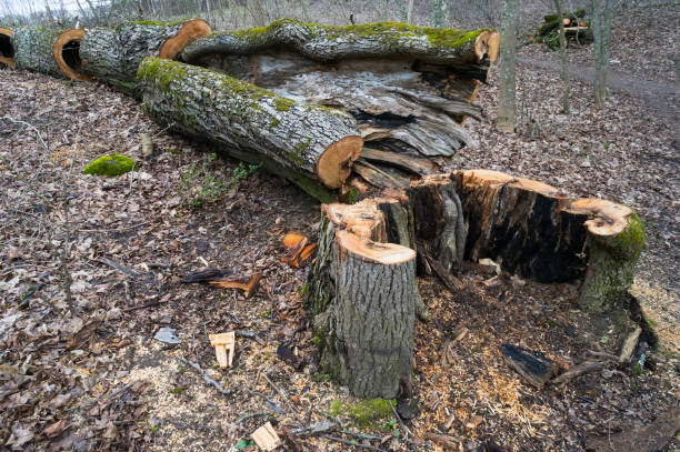 istock Ruthless deforestation  of the old daed oak tree on logging landscape. Gray spring day 647968338