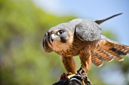 A Peregrine Falcon (Falco peregrinus) perched on a stump.  These birds are the fastest animals in the world.