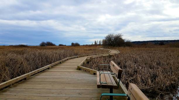 istock Boardwalk with two benches running through wetlands 647971620