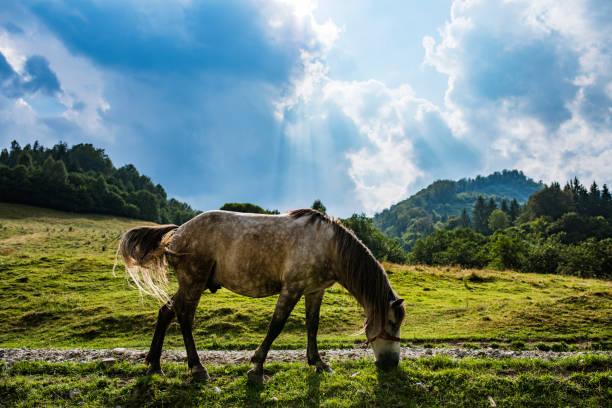 side view of horse grazing in nature in the sunlight, no people, animal background.