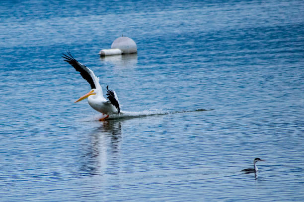 istock Pelican Landing on a Lake 647974620