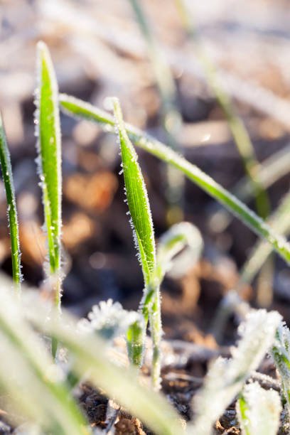 istock agricultural plants, frost 647975512