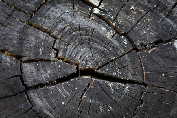 검은 나무의 기록 배경 세 연간 링의 균열 손상 - driftwood pattern wood grain circle 뉴스 사진 이미지