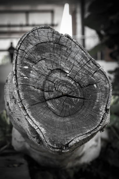 tekstura czarnego drewna kłód tła z uszkodzeniem pęknięć starzejących się pierścieni rocznych - driftwood pattern wood grain circle zdjęcia i obrazy z banku zdjęć