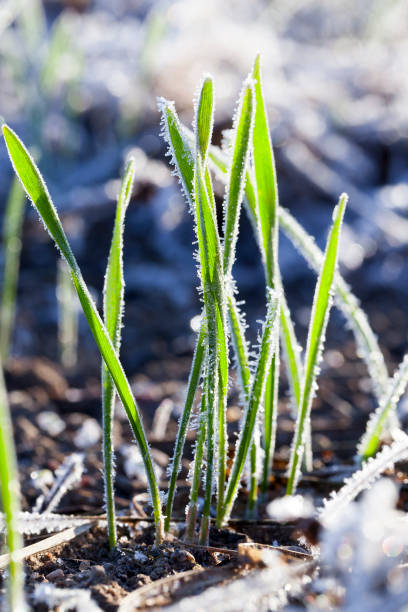 istock green wheat in a frost 647978506