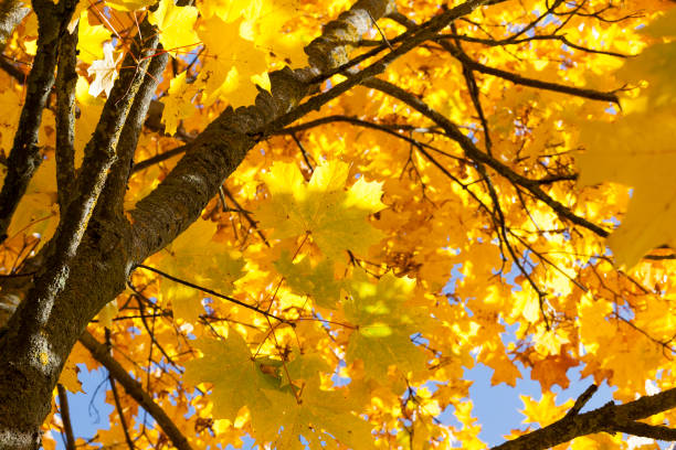 istock yellowed maple trees in autumn 647979036