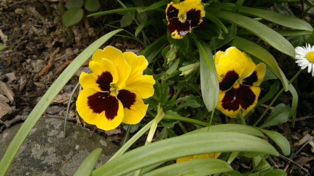 istock Yellow Flowers with brown spots 647979192