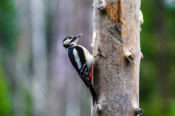 istock Great Spotted Woodpecker in a spring forest 647982200