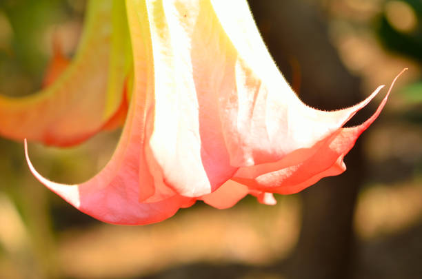 the blooming Datura flower on the tree in closeup