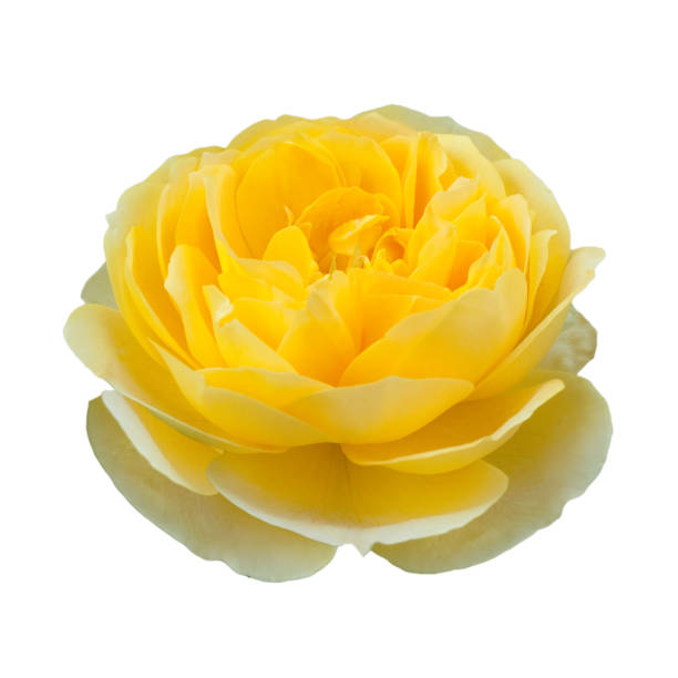 istock English Rose, Molineux 647982768