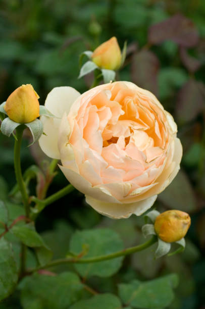 istock Jude the Obscure; English shrub rose 647982986