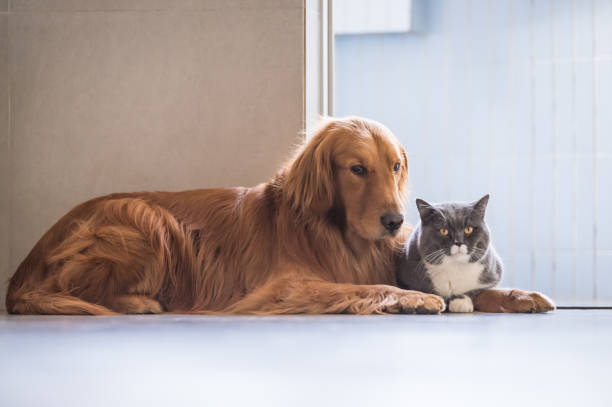 istock British cat and Golden Retriever 647982992