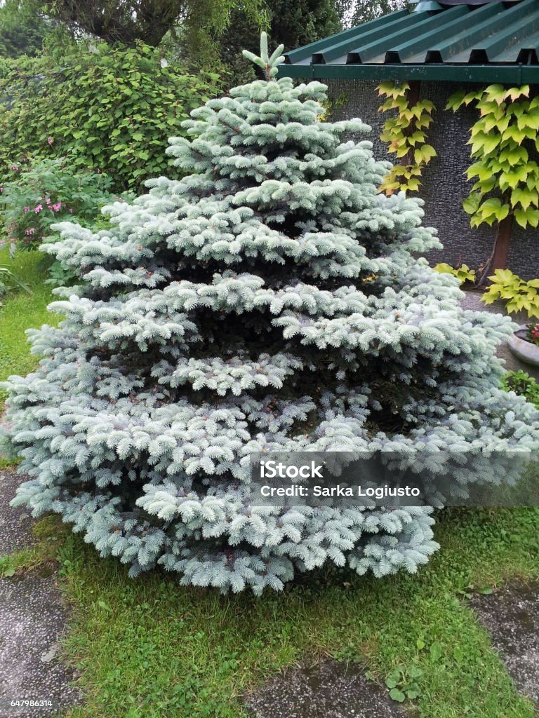 Silver Tree Washington Silver Tree Stock Photo - Download Image Now - Beauty, Color Image ...