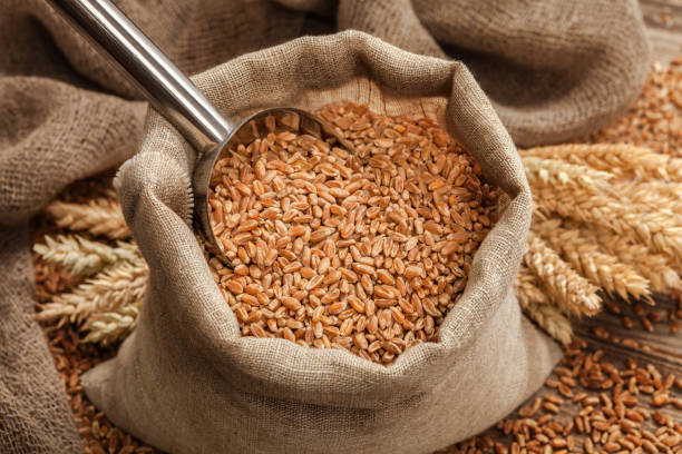 istock Wheat grain in bags and wheat ears on the table 647989454