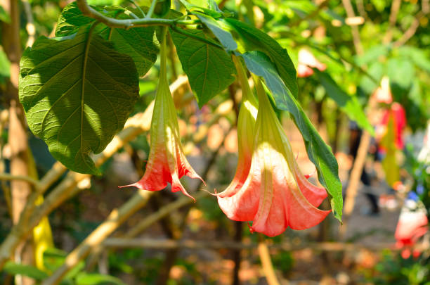 istock the blooming Datura flower on the tree 647989784